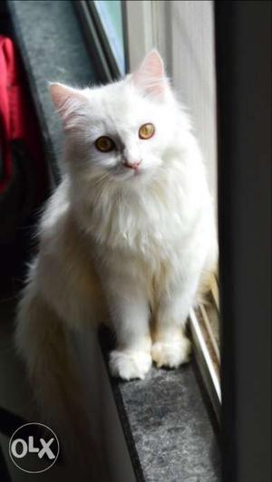 Persian cat,white doll face,12 month