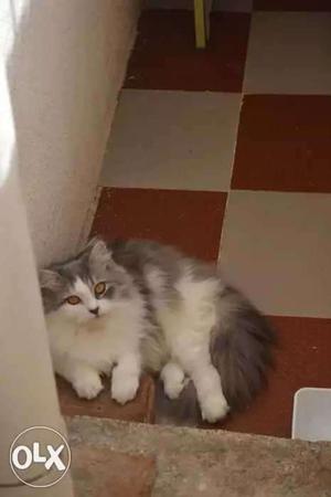 Persian female cat 10.5 months old now she is in