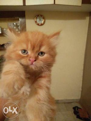 Persian kitten pure breed doll face potty trained