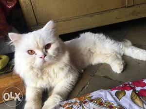 Persian male cat available for mating