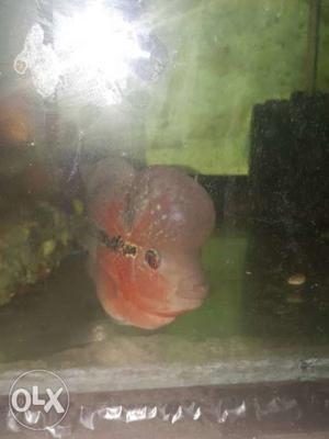 Pink Flowerhorn Cichlid