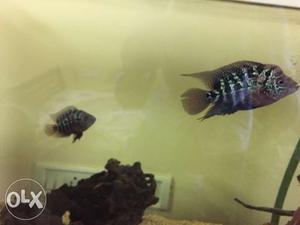 Proven breeding Indian Flowerhorn fish pair for sale