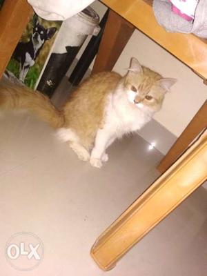 Pure Persian cat 1year old male