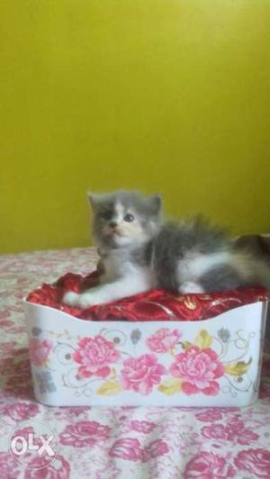 Pure persian totally home bred female calico very
