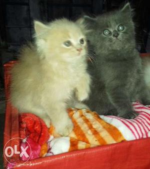 Pure persian totally homebred double coat kittens