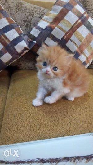 Pure persian white color blue eyes color kitten avalible COD