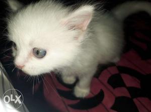 Pure persion 4 kittens for sale just 1 months it