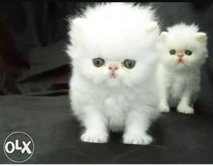 Pure white persian kitten sell