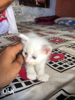 Pure white perssian kitten one month old short