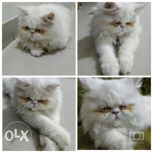 Pure white punch face persian cat for sale
