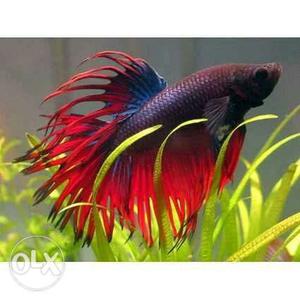 Red And Blue Beta Fish