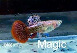 Red And Silver Beta Fish