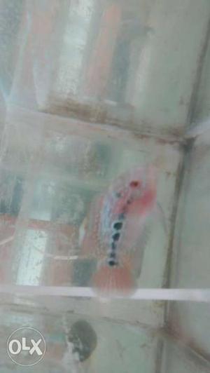 SRD Flowerhorn Fish confirm hump piece