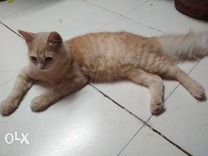 Sale urgent taddy parsian cat