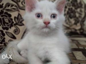 Short-coated White Cat