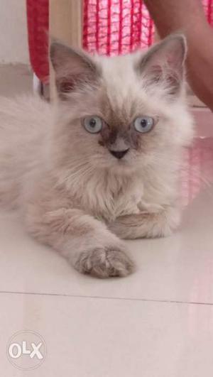 Siemese kitten 3 month female