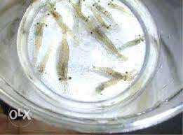 Small river shrimp sale 1mm to 1inch