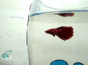 Solid red betta for sale.
