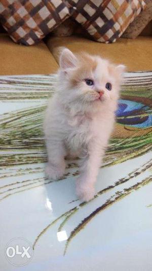 Tebby color cod persian for sale in faridabad in very cheap