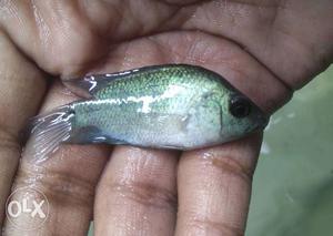 Thai Flowerhorn fish baby