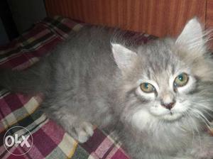 Triple coat kitten Gray female available