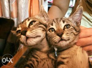 Two Short-coated Brown Kittens