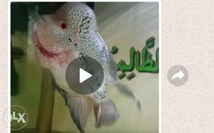 White, Black, And Pink Flowerhorn Fish