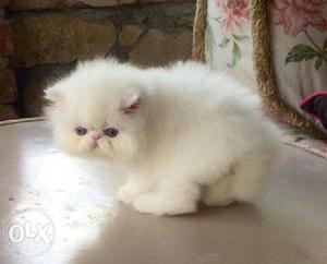 White Persian Kitte N
