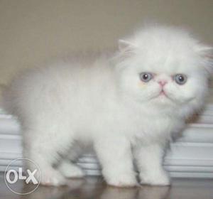 White Shortnose Cat