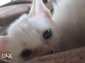 White cute cat blue eye