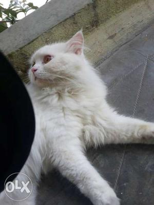 White pure persian male cat healthy vaccinated
