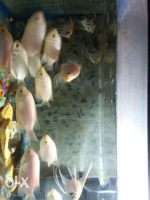 fish osm size and all fish food available