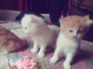  per kitten pure persian kittens available