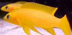 Two Yellow Fishes
