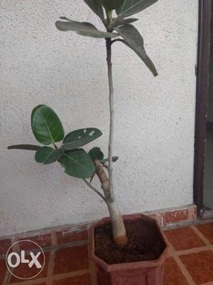 8 years old banyan tree bonsai for sell