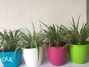 Indoor plants available at greenpluslife