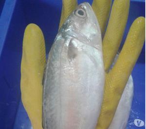 Fresh Sea Food Home Delivered Thane