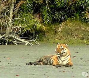 Sunderban Tour Packages | Tour & Travel Agency in Sundarban