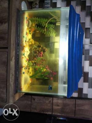 " 6 months old fish aquarium with beautiful