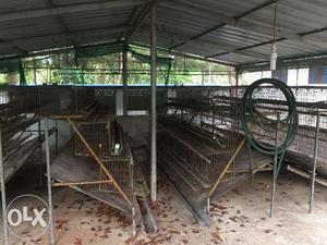 1 Year Used High-tech Poultry Cages