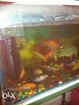 13 pices nice fish urgently sell. i will sifting