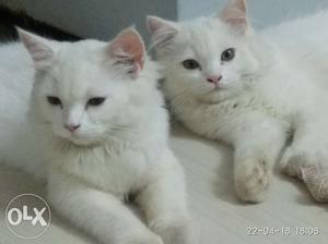 2 Persian. 5months old