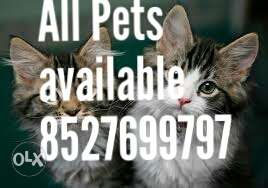 2 kittens avilable