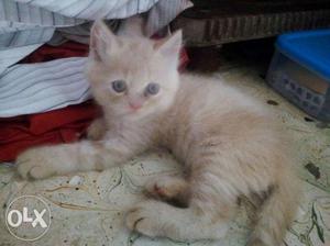 2-months male kitten