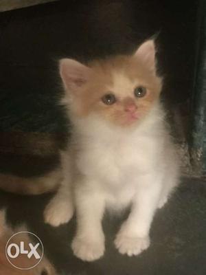 2 months male persian cat