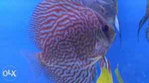 2 pcs discus fish