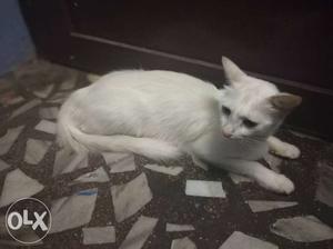 2 year old Cat