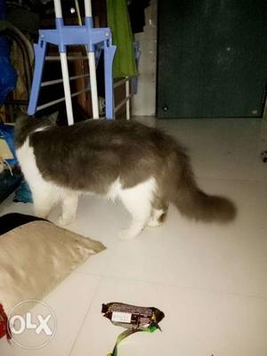 2 yrs male Persian cat white n grey colr
