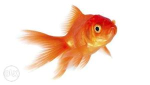 20rs pice gold fish all type of gold available