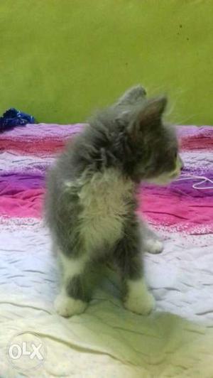 2month old female